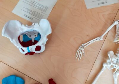 Modello anatomico del bacino e disegni del diaframma pelvico su pavimento, materiali di un laboratorio sul corpo femminile